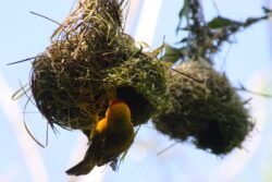 Taveta Golden weaver nest