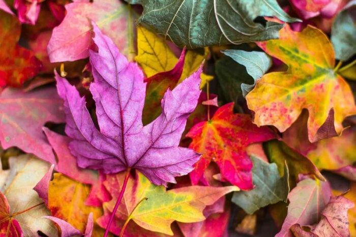 As cores do outono Pixabay 2