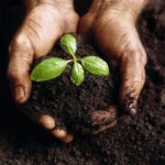 ecocentrismo