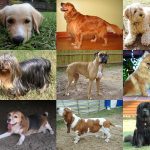 819px Collage of Nine Dogs