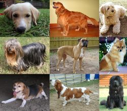 819px Collage of Nine Dogs