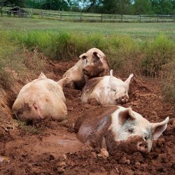 720px Yorkshire pigs at animal sanctuary