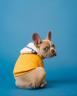 Foto: Karsten Winegeart/ Unsplash