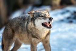 Sacerdote americano: pastores Sinodais atacaram as ovelhas 2 <a href="https://www.magnific.com/br/fotos-gratis/lobo-cinzento-canis-lupus-parado-no-inverno_11011926.htm">Imagem de byrdyak no Magnific</a>